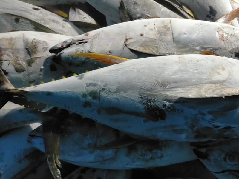 Yellowfin WR Imports Hit By Tougher EU Rules