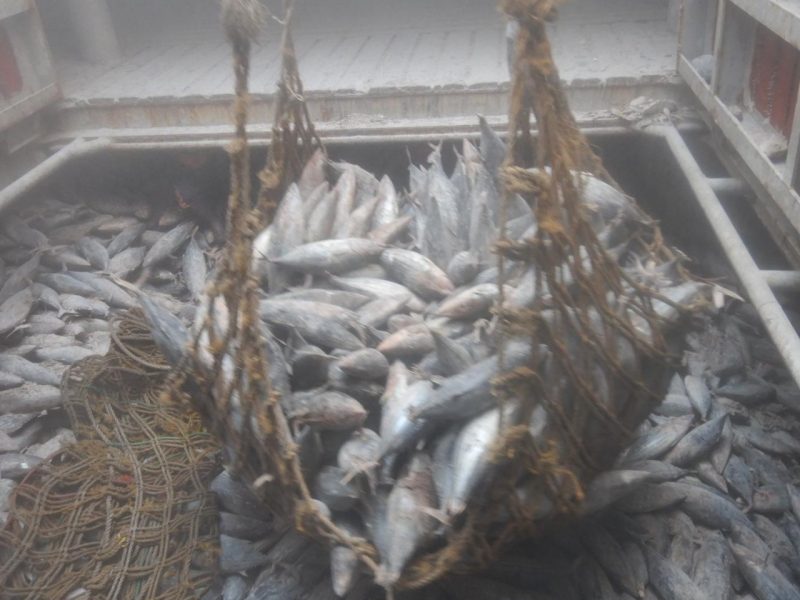 Weaker Skipjack Harvest Drags Down 2025 WCPO Tuna Catches