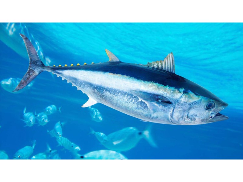 bluefin