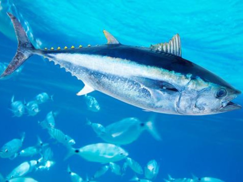 Washington’s Albacore Landings Head Toward Record Low