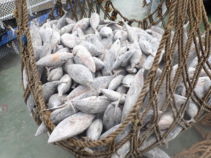 Sharp Rise In Bangkok Skipjack Trading Price