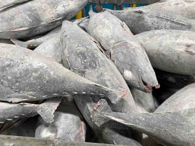 Thai Demand For Frozen WR Albacore Keep Rising