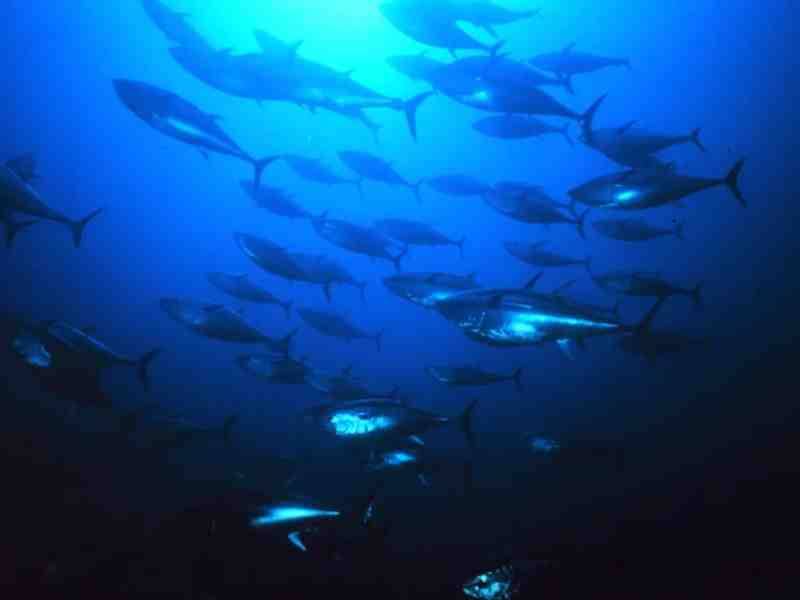 Warm-Blooded Tunas Evolved 40 Million Years Ago, Large Body Size Came Later