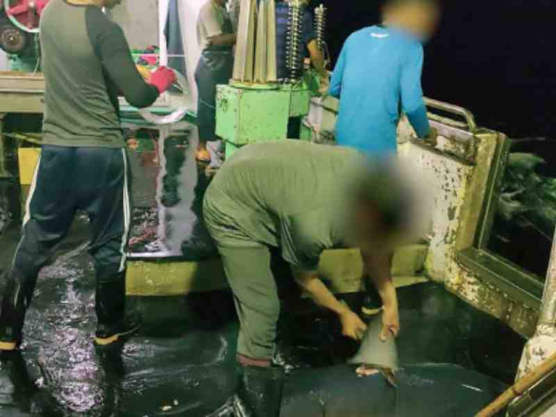 Dakar Port Gateway For Shark Fin Trade By Asian Longliners