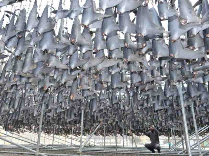 Global Shark Fin Trade: Markets, Suppliers & Role in Tuna Longline Economics