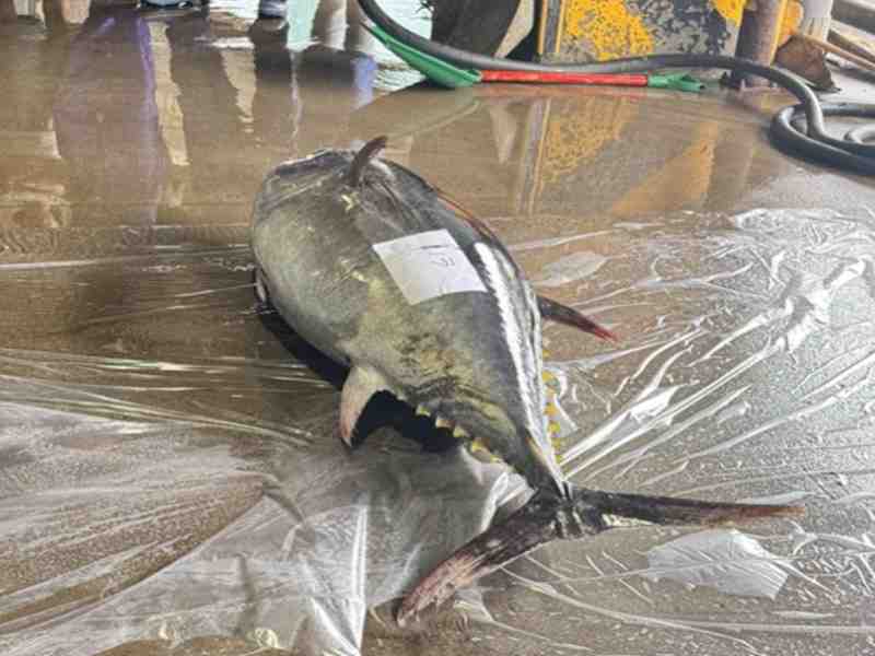 South Korea’s Catch-To-Processor Bluefin Pilot Delivers Strong Results