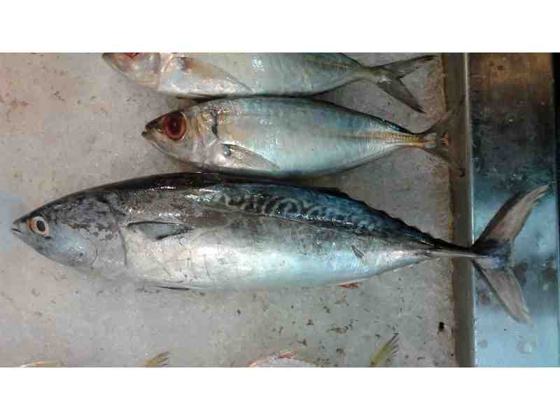 Neritic Tuna Drives Iran’s Highest Catches In Five Years