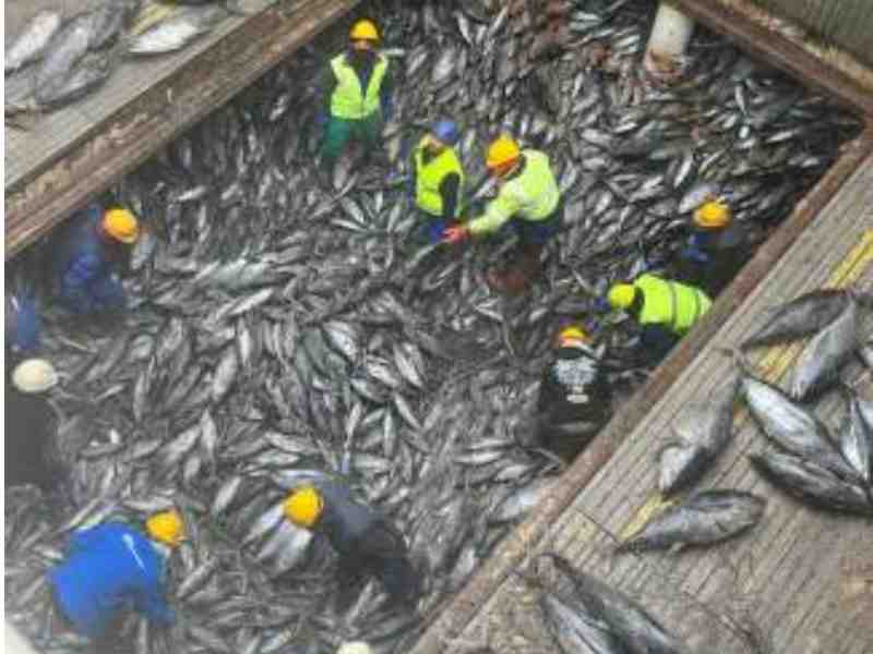 EU Tuna Industry Pushes For More Time On Fish Weighing Rules