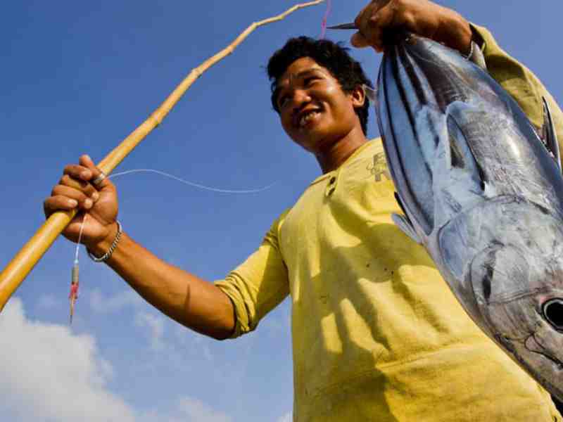 Indonesia Steps Up Skipjack Fishery Oversight