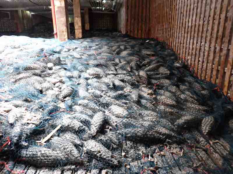 Oceanian Whole Round Tuna Sales To Thai Processors Sink