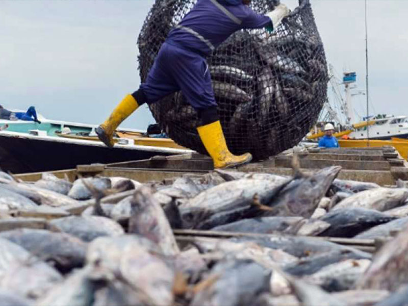 Readers: Abundant EPO YF Catches Will Last For At Least Half A Year