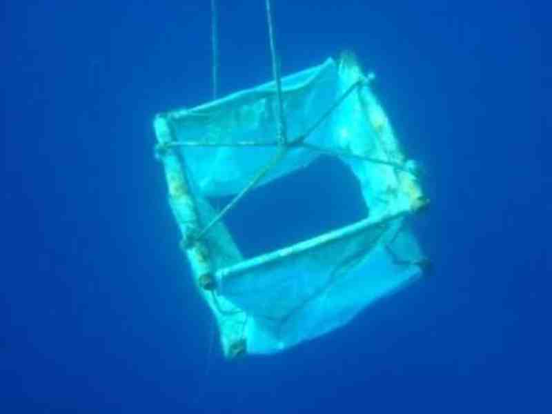 WCPFC Weighs Mandatory Biodegradable FADs As Jelly-FAD Trials Show Promise