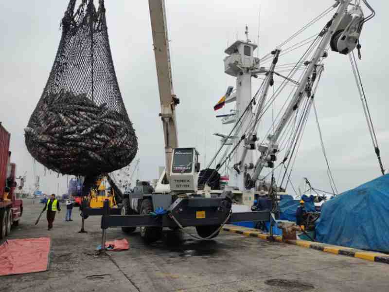 EPO Tuna Catches Slip in H1: Yellowfin Record-Breaking, Skipjack Falling