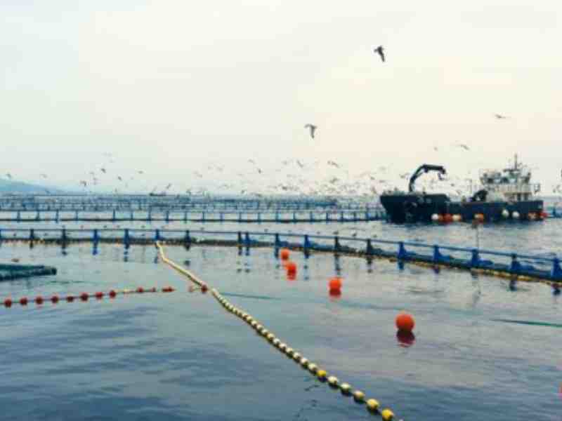 Mediterranean Tuna Fattening Boom Revives Bluefin Stock Concerns