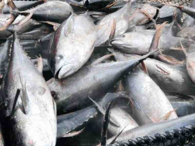 Ghana Tuna Sector Makes EU Yellow Card Removal Top Priority