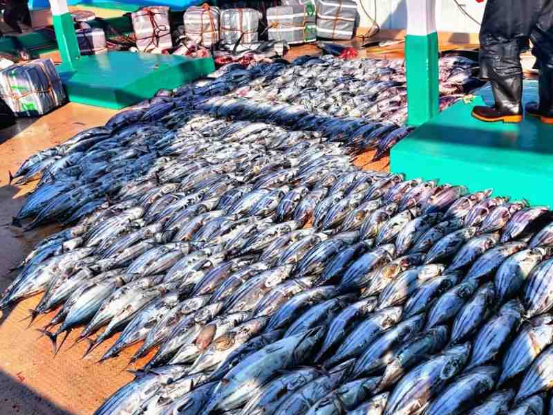 Iran-US Conflict Deepens Crisis For Pakistan’s Tuna Sector