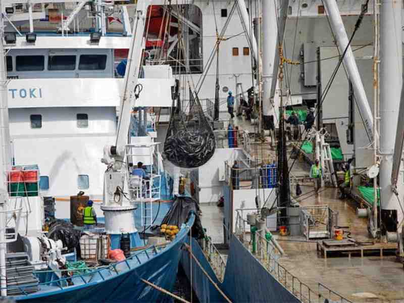 IO Catches Remain Stagnant: Seychelles Skipjack Price Under Pressure