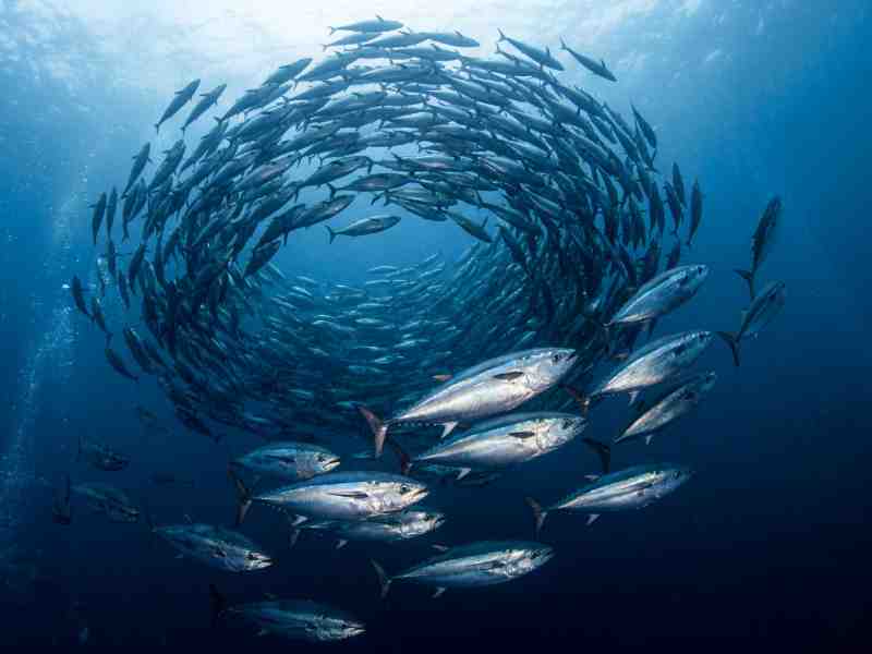 Critical Role of Traceability In Thai Union’s Sustainable Supply Chain