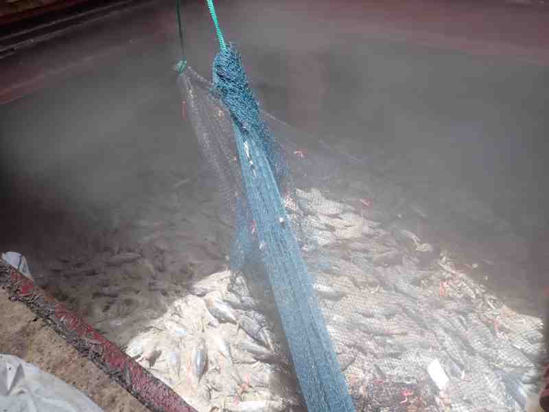 Weaker WCPO Catches Weigh On WR Supply To Bangkok