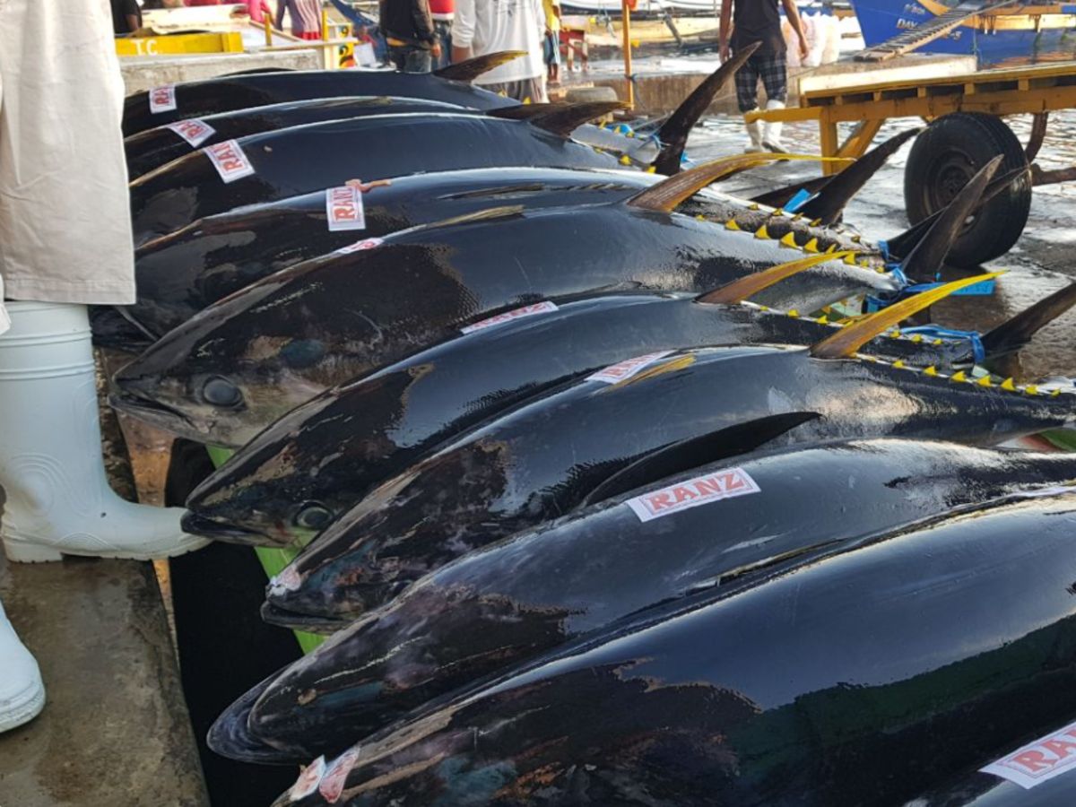 Indonesia-Southern-bluefin_resized